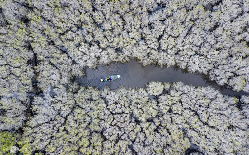 discovering bau ca cai mangrove forest in quang ngai hinh 1