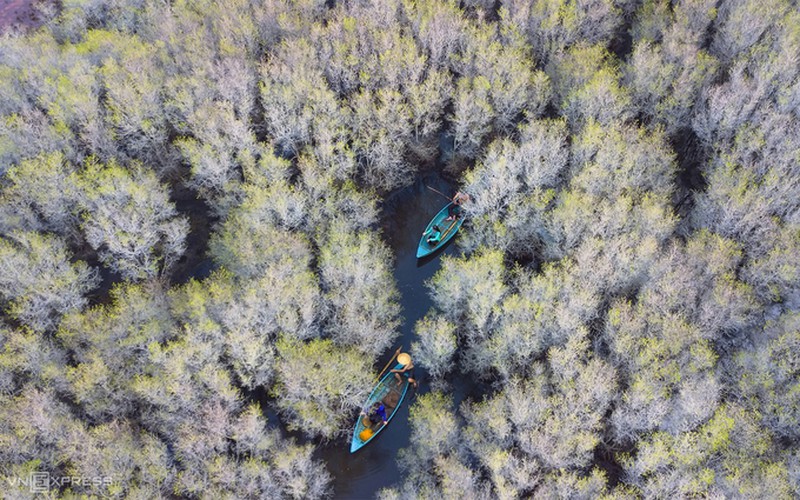 discovering bau ca cai mangrove forest in quang ngai hinh 2