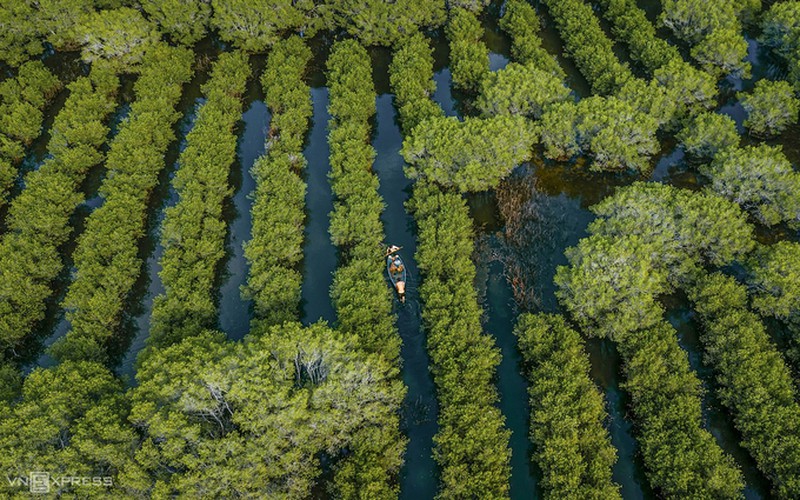 Discovering Bau Ca Cai mangrove forest in Quang Ngai