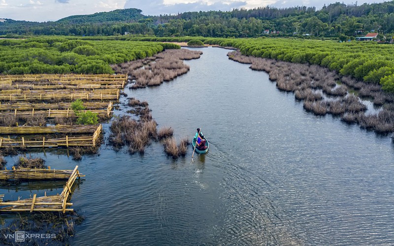 discovering bau ca cai mangrove forest in quang ngai hinh 5