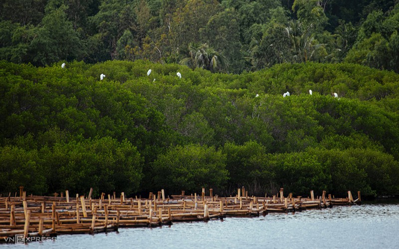 Discovering Bau Ca Cai mangrove forest in Quang Ngai