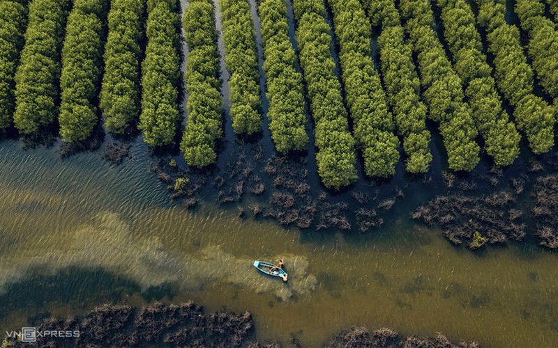 discovering bau ca cai mangrove forest in quang ngai hinh 7