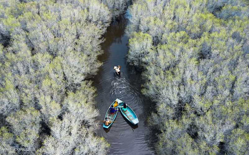 discovering bau ca cai mangrove forest in quang ngai hinh 9