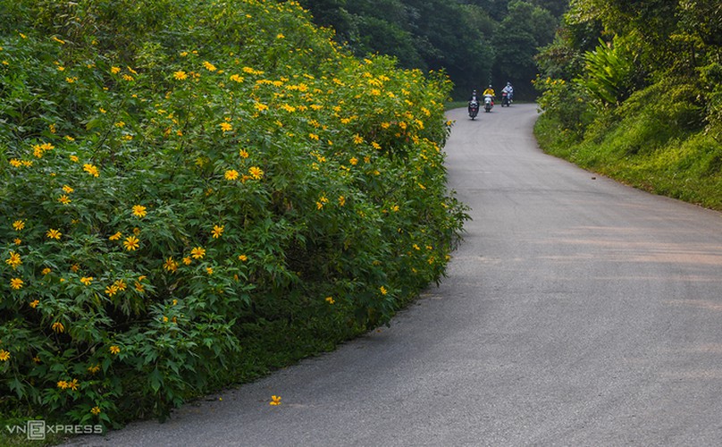 exploring wild sunflowers in bloom in ba vi national park hinh 1