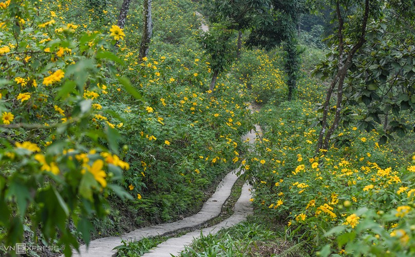 exploring wild sunflowers in bloom in ba vi national park hinh 2