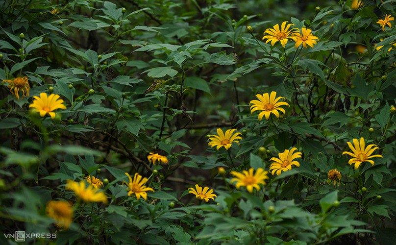 exploring wild sunflowers in bloom in ba vi national park hinh 3