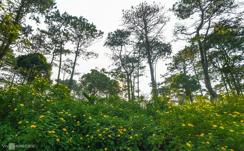 exploring wild sunflowers in bloom in ba vi national park hinh 4