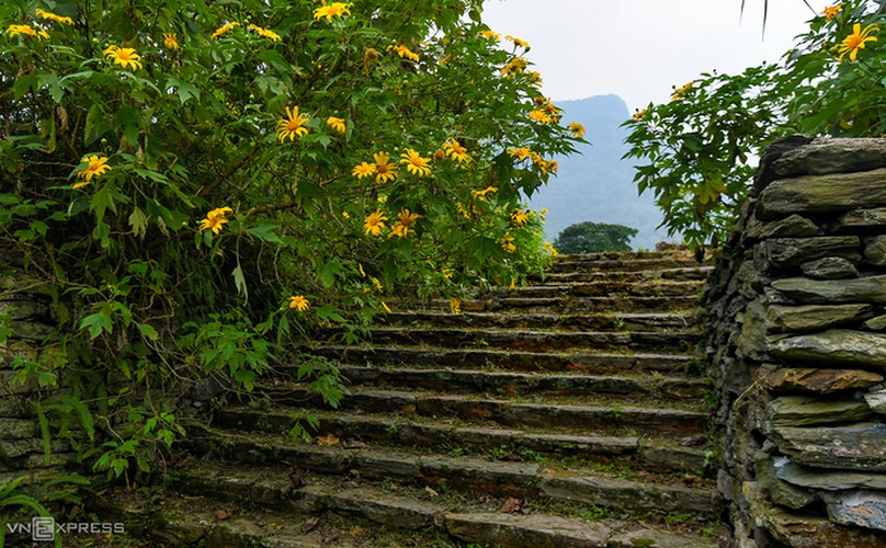 exploring wild sunflowers in bloom in ba vi national park hinh 5