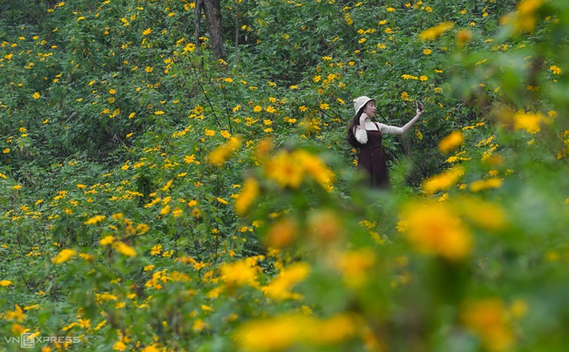 exploring wild sunflowers in bloom in ba vi national park hinh 6