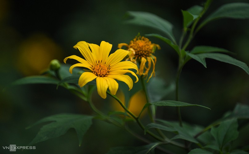 exploring wild sunflowers in bloom in ba vi national park hinh 8