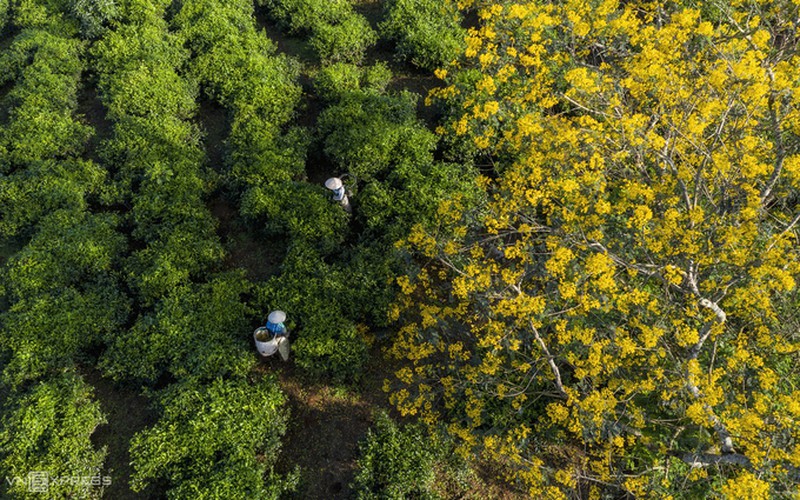 discovering vibrant senna splendida flowers of bau can tea hill hinh 3