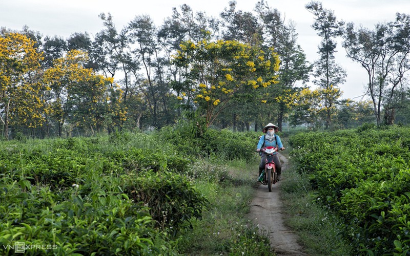 discovering vibrant senna splendida flowers of bau can tea hill hinh 4