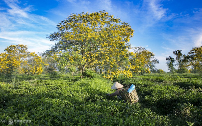 discovering vibrant senna splendida flowers of bau can tea hill hinh 6