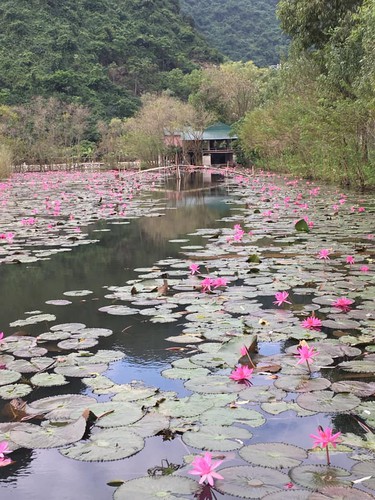 discovering stunning water lilies of yen stream hinh 10