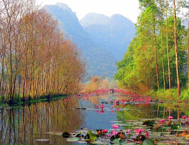 discovering stunning water lilies of yen stream hinh 1