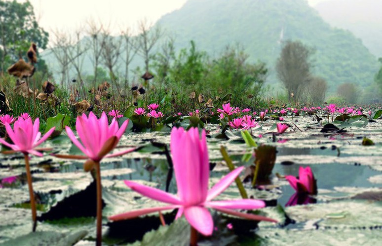 discovering stunning water lilies of yen stream hinh 3