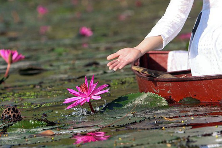 discovering stunning water lilies of yen stream hinh 4