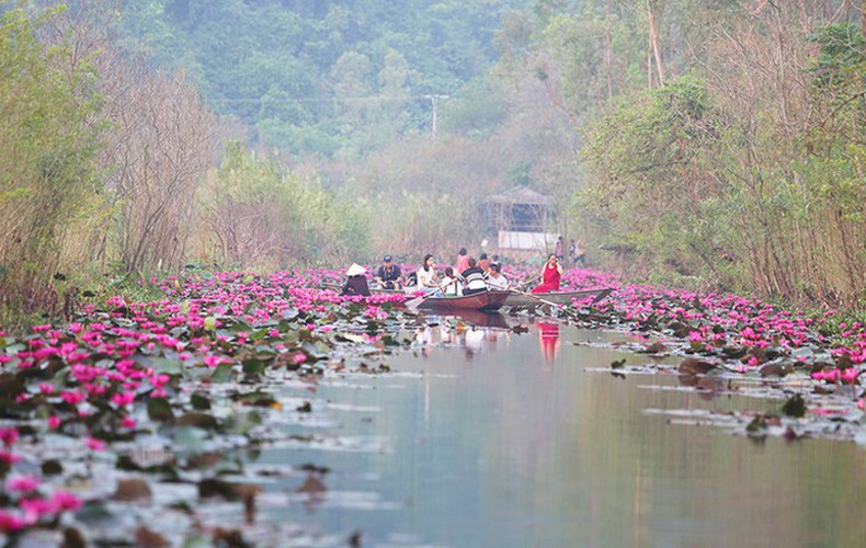 discovering stunning water lilies of yen stream hinh 6