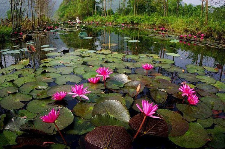 discovering stunning water lilies of yen stream hinh 7