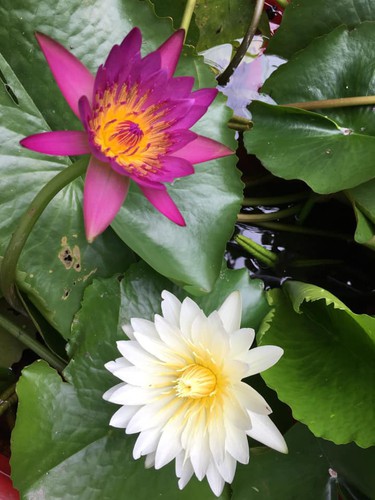 discovering stunning water lilies of yen stream hinh 8