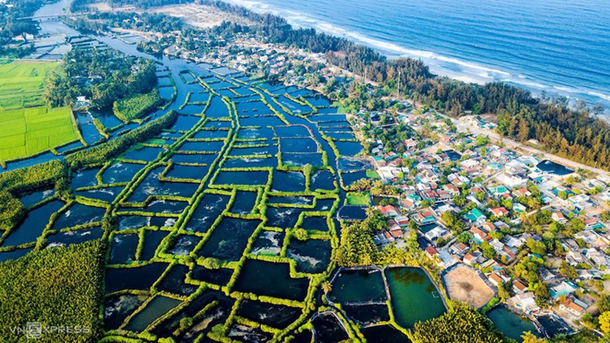 Discovering Tinh Khe coconut water forest in Quang Ngai