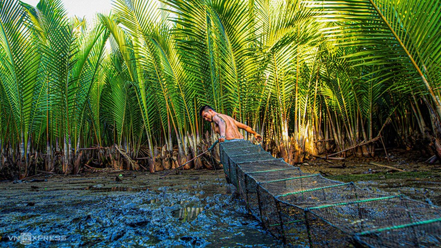 discovering tinh khe coconut water forest in quang ngai hinh 5