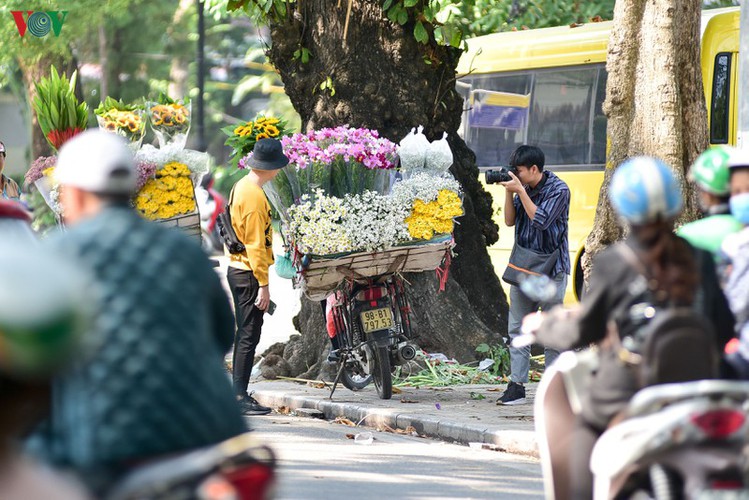 ox-eye daises flood the streets of hanoi hinh 10