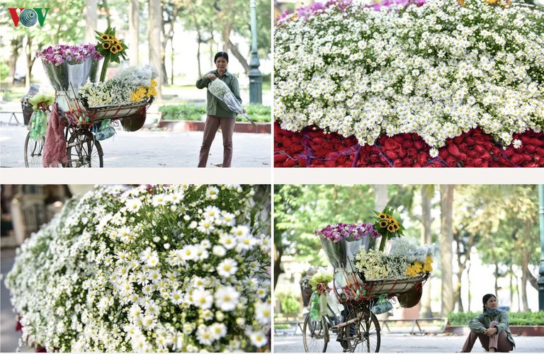 ox-eye daises flood the streets of hanoi hinh 1