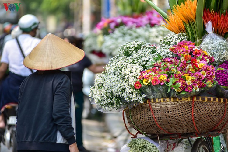 ox-eye daises flood the streets of hanoi hinh 2