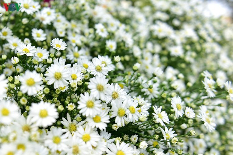 ox-eye daises flood the streets of hanoi hinh 4