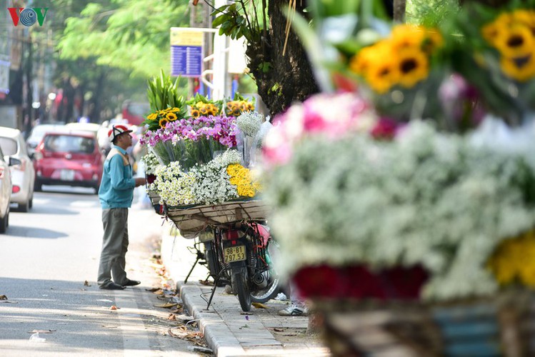 ox-eye daises flood the streets of hanoi hinh 5