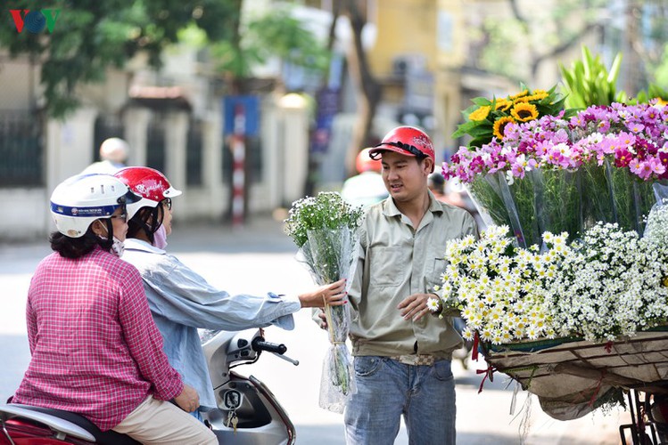 ox-eye daises flood the streets of hanoi hinh 6