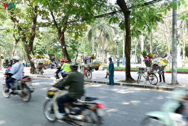 ox-eye daises flood the streets of hanoi hinh 8