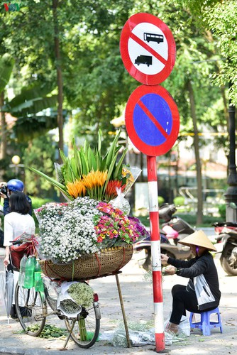 ox-eye daises flood the streets of hanoi hinh 9