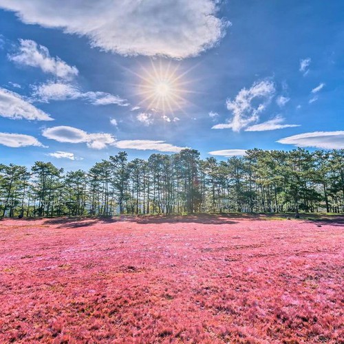 discovering stunning pink grass hills of da lat hinh 2