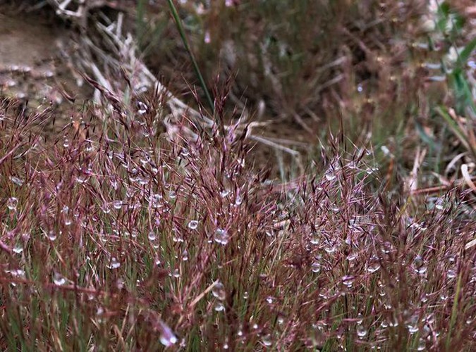 discovering stunning pink grass hills of da lat hinh 3