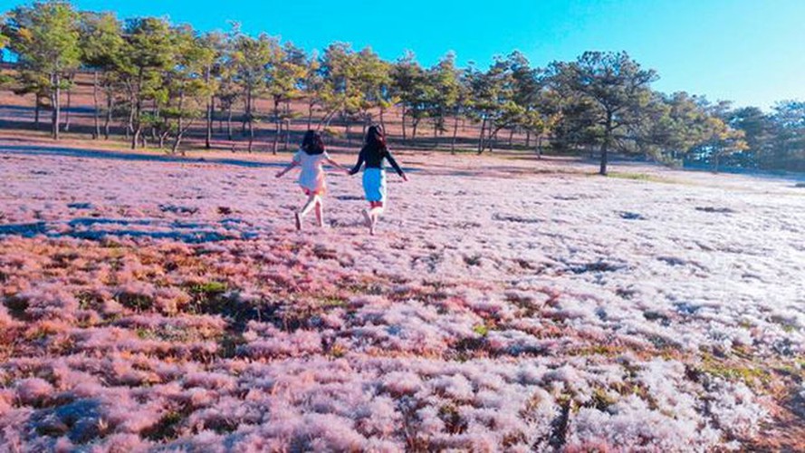 discovering stunning pink grass hills of da lat hinh 5