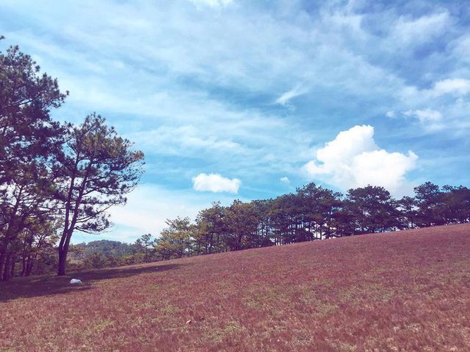 discovering stunning pink grass hills of da lat hinh 6