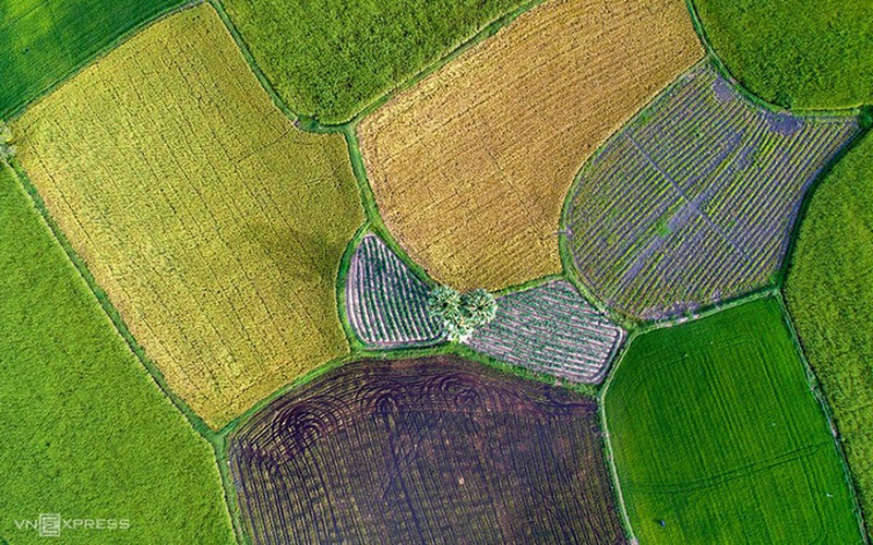 exploring picturesque ta pa paddy fields from height hinh 3