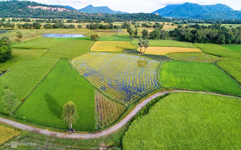 exploring picturesque ta pa paddy fields from height hinh 5