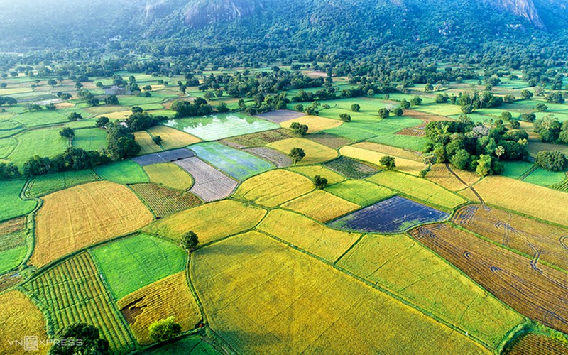 exploring picturesque ta pa paddy fields from height hinh 6