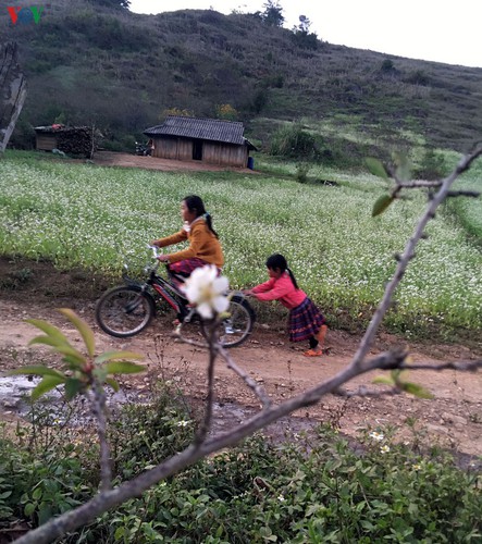 first appearance of plum blossoms signals early spring in moc chau hinh 11