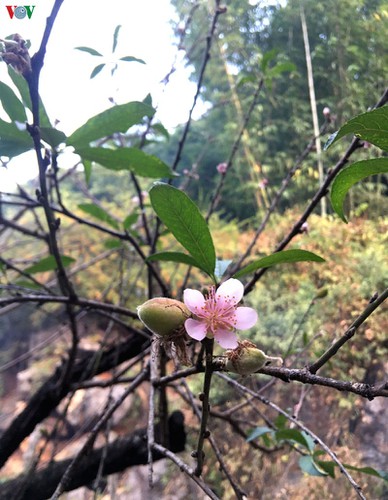 first appearance of plum blossoms signals early spring in moc chau hinh 12