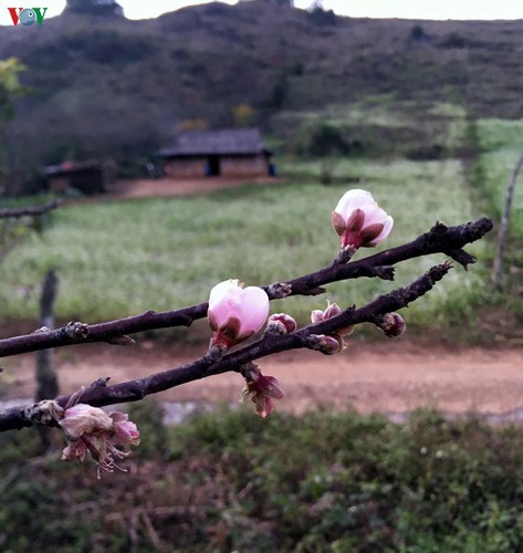 first appearance of plum blossoms signals early spring in moc chau hinh 13