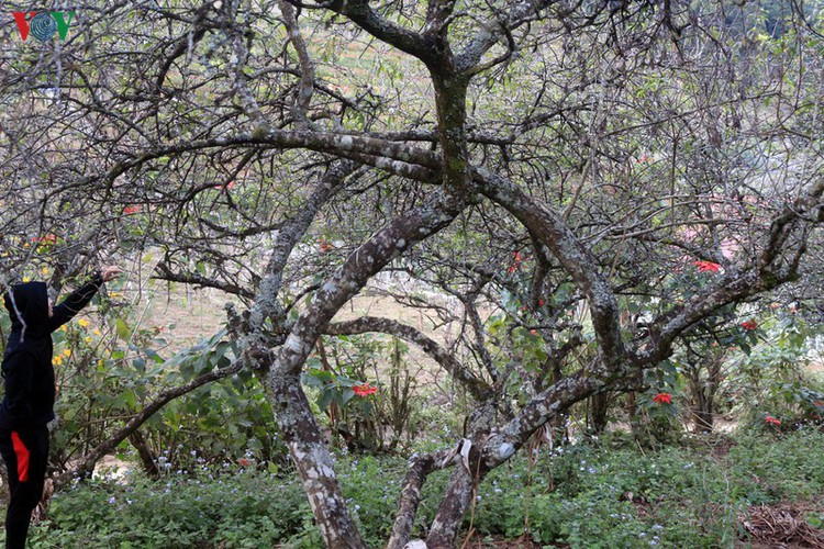 first appearance of plum blossoms signals early spring in moc chau hinh 1