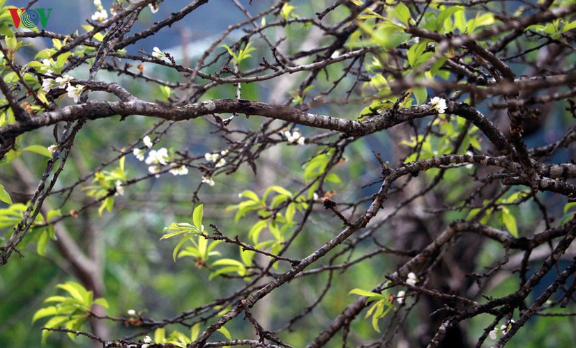 first appearance of plum blossoms signals early spring in moc chau hinh 2