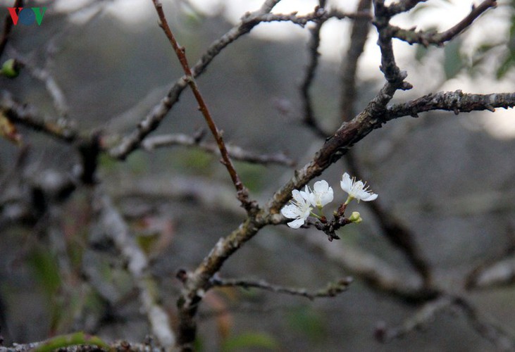 first appearance of plum blossoms signals early spring in moc chau hinh 3