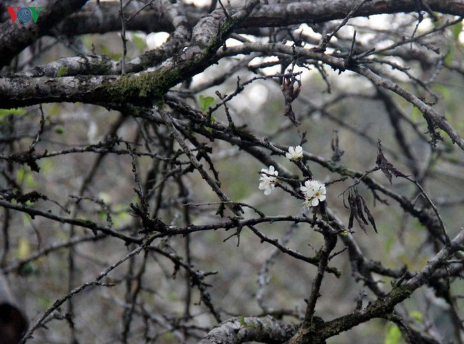 first appearance of plum blossoms signals early spring in moc chau hinh 4