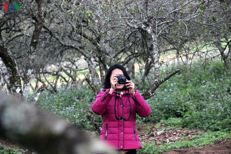 first appearance of plum blossoms signals early spring in moc chau hinh 5