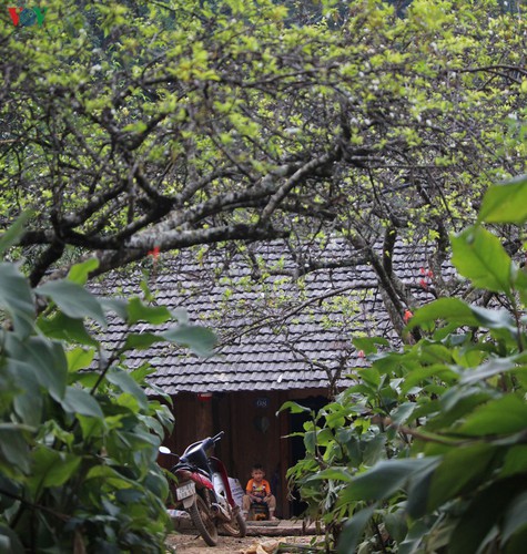 first appearance of plum blossoms signals early spring in moc chau hinh 6